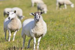 科普常识丨羊脱毛综合症病因的分析与防治