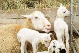 科普常识丨一胎多产羔羊怎么饲料管理