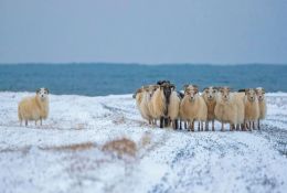 科普常识丨在冰岛人的心中，羊不仅是动物，更是一种神圣的存在！
