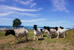 科普常识丨喂食环境对养羊业有多大影响？四点羊场养殖环境小细节