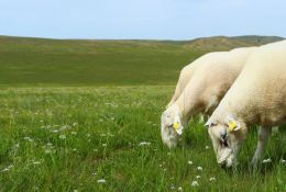 科普常识丨羊吃羊毛怎么办？5大方法帮你轻松化解这一难题！